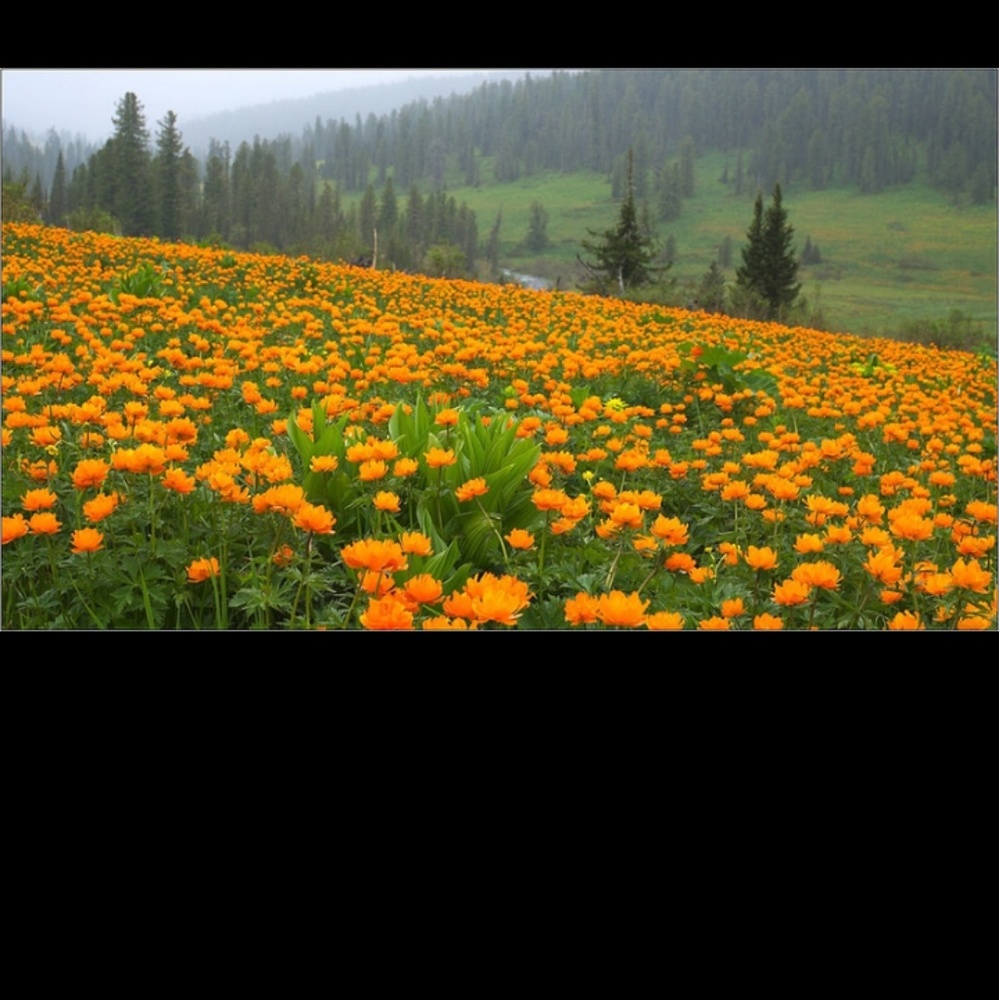 Meet your Posher, Inna